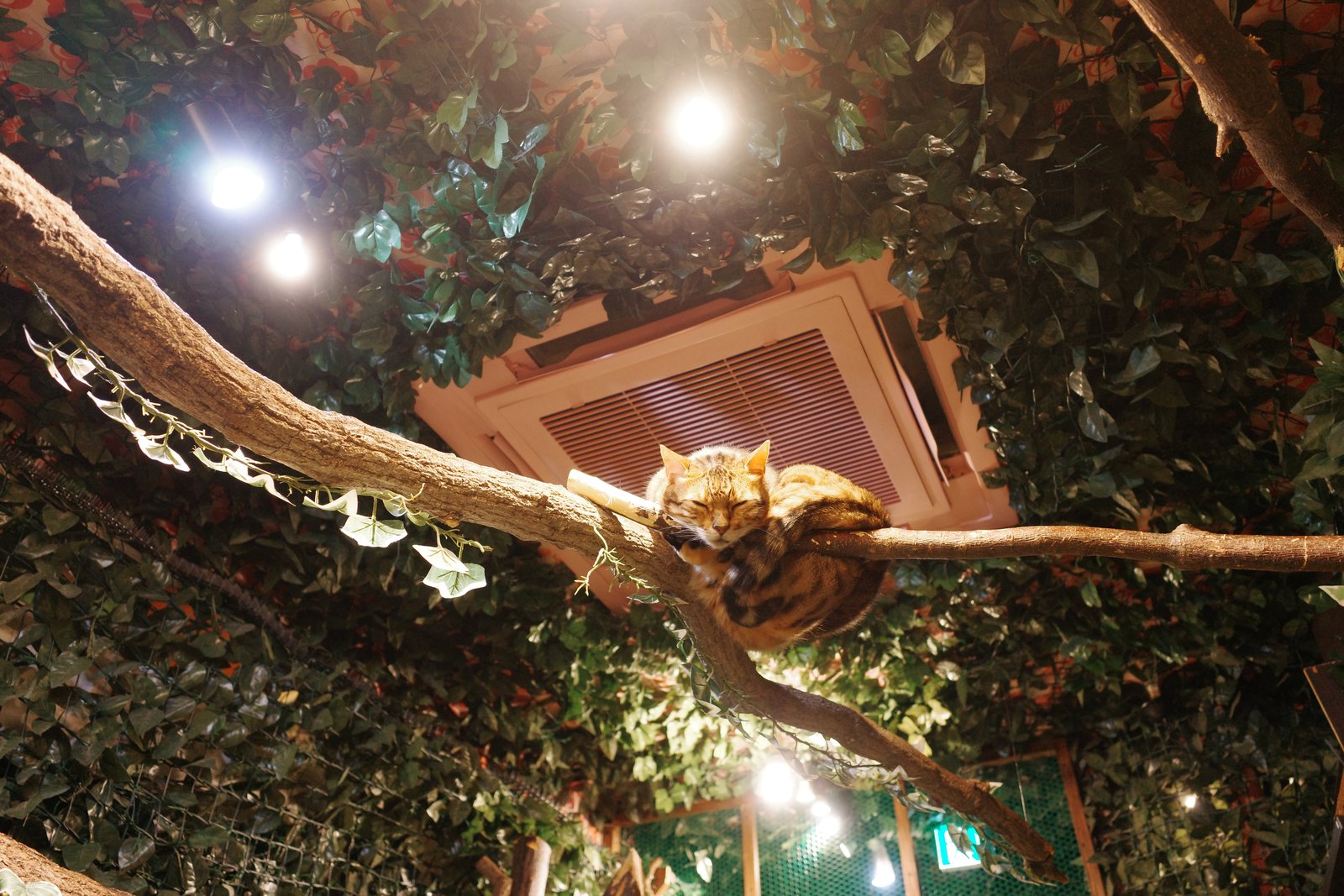 ginger cat asleep in a cat café