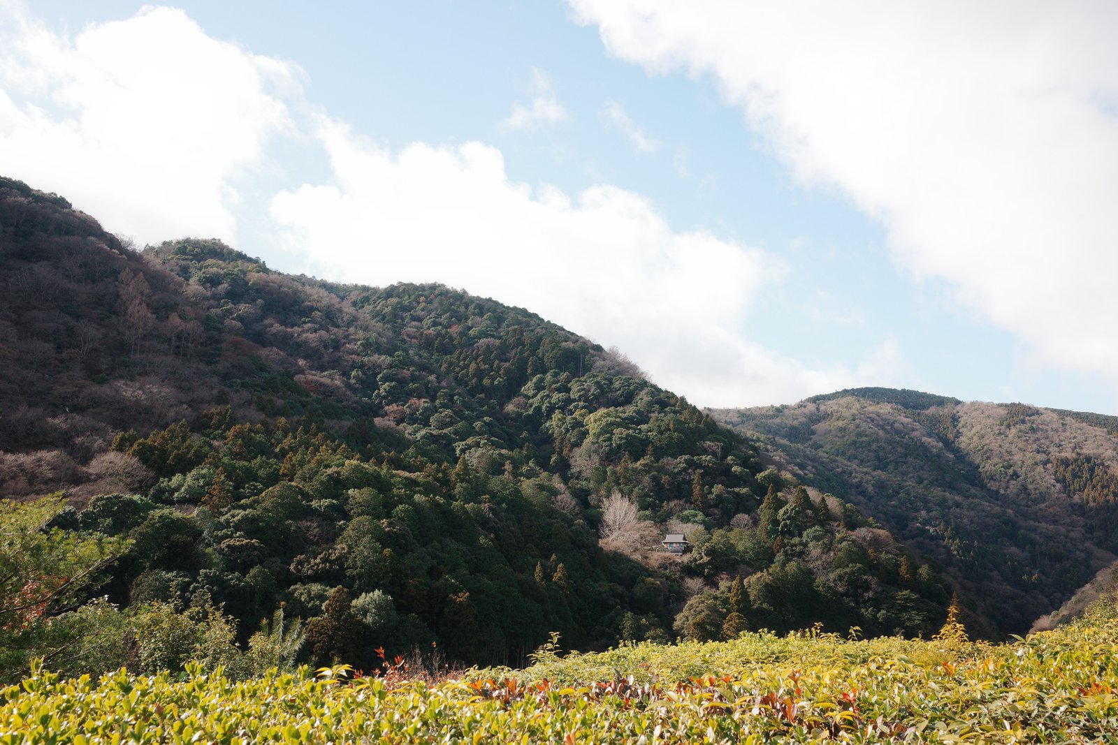 forested hills above arashiyama