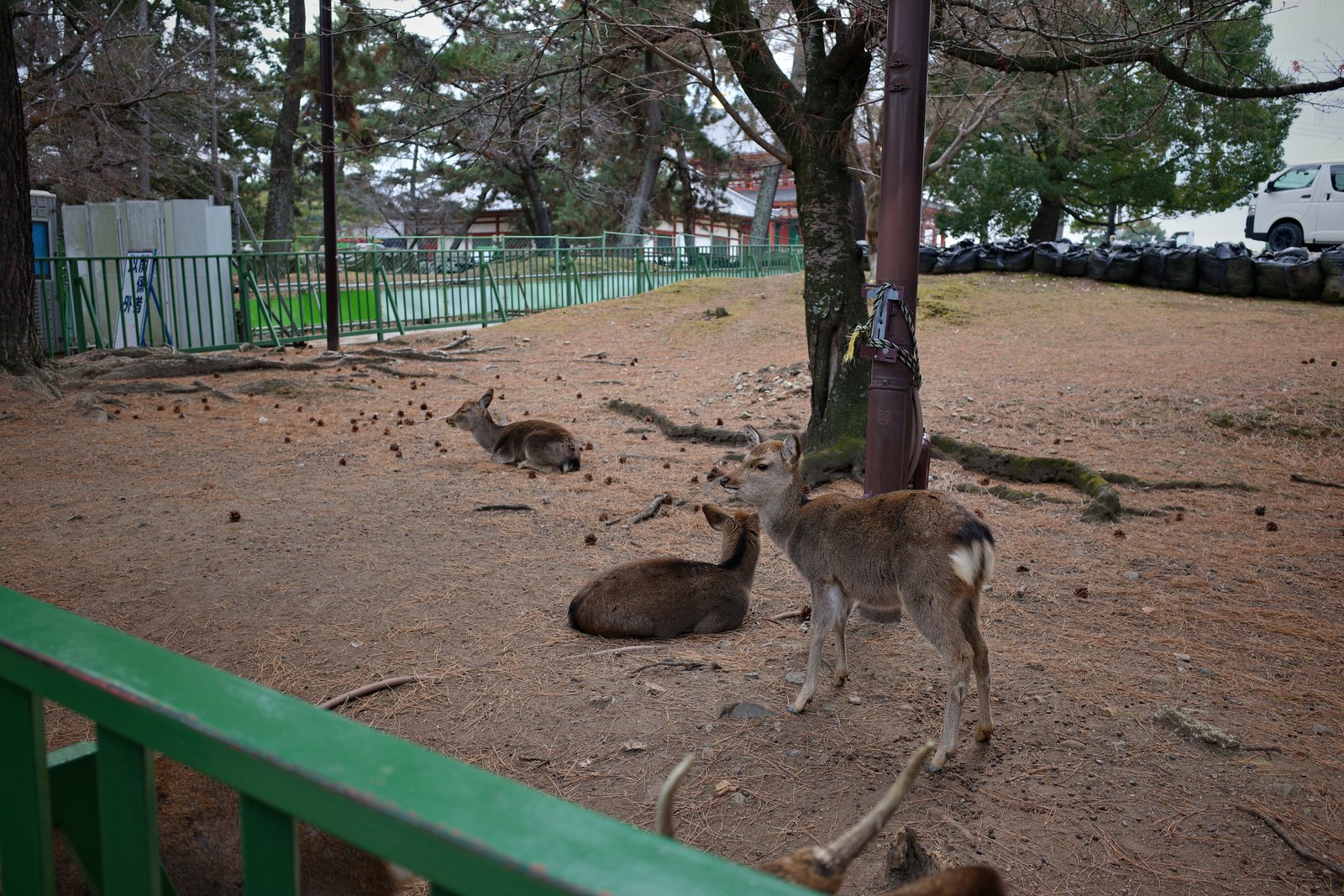 sika deer resting in nara park