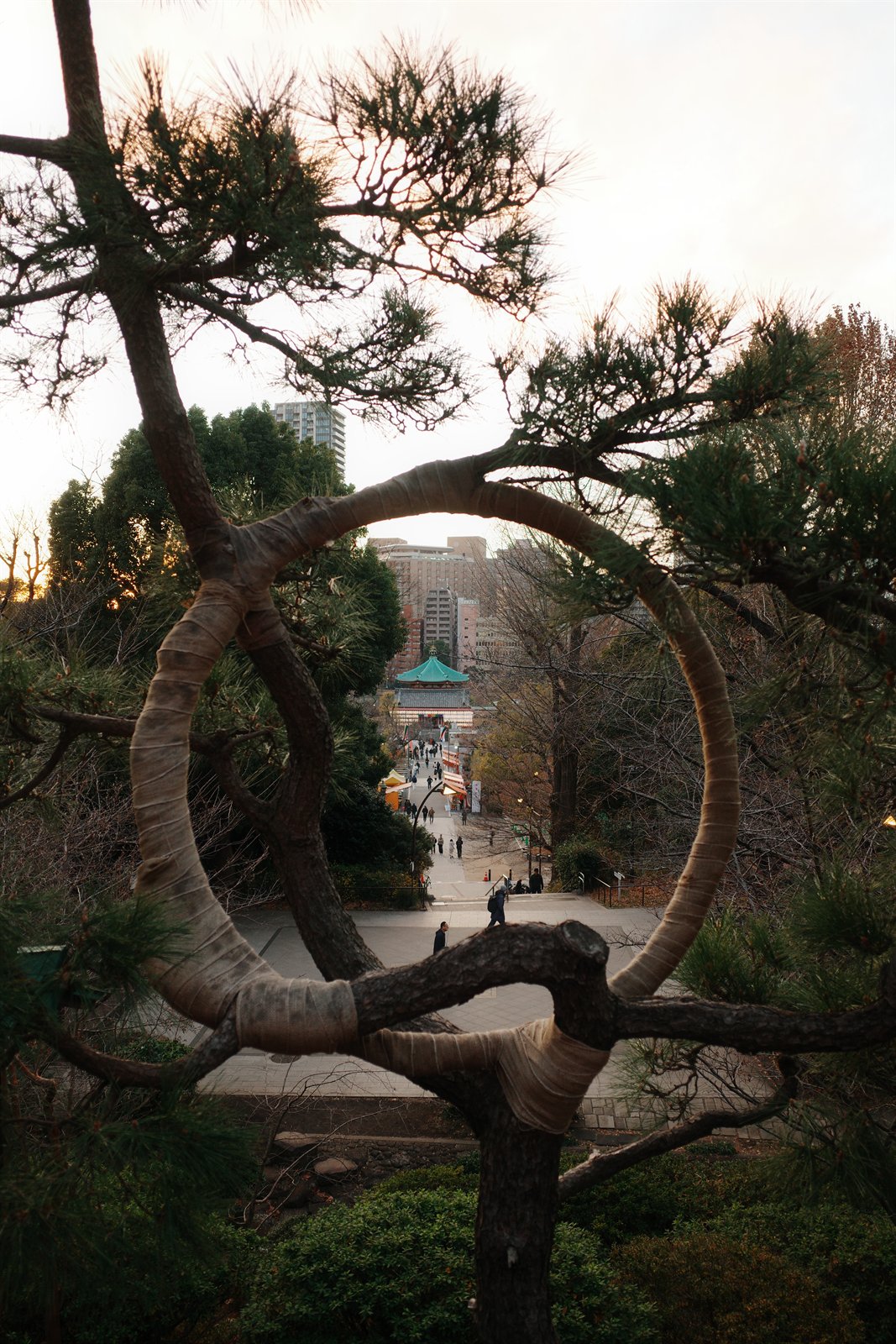 pine loop in japan