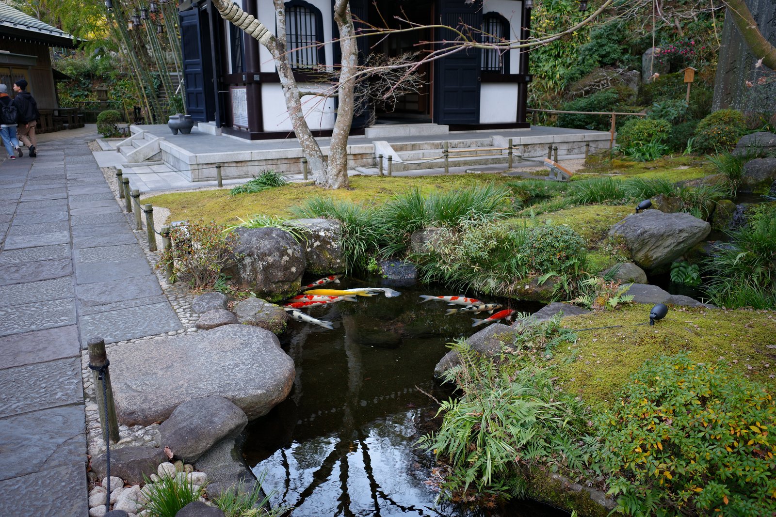koi pond in a kamakura temple garden