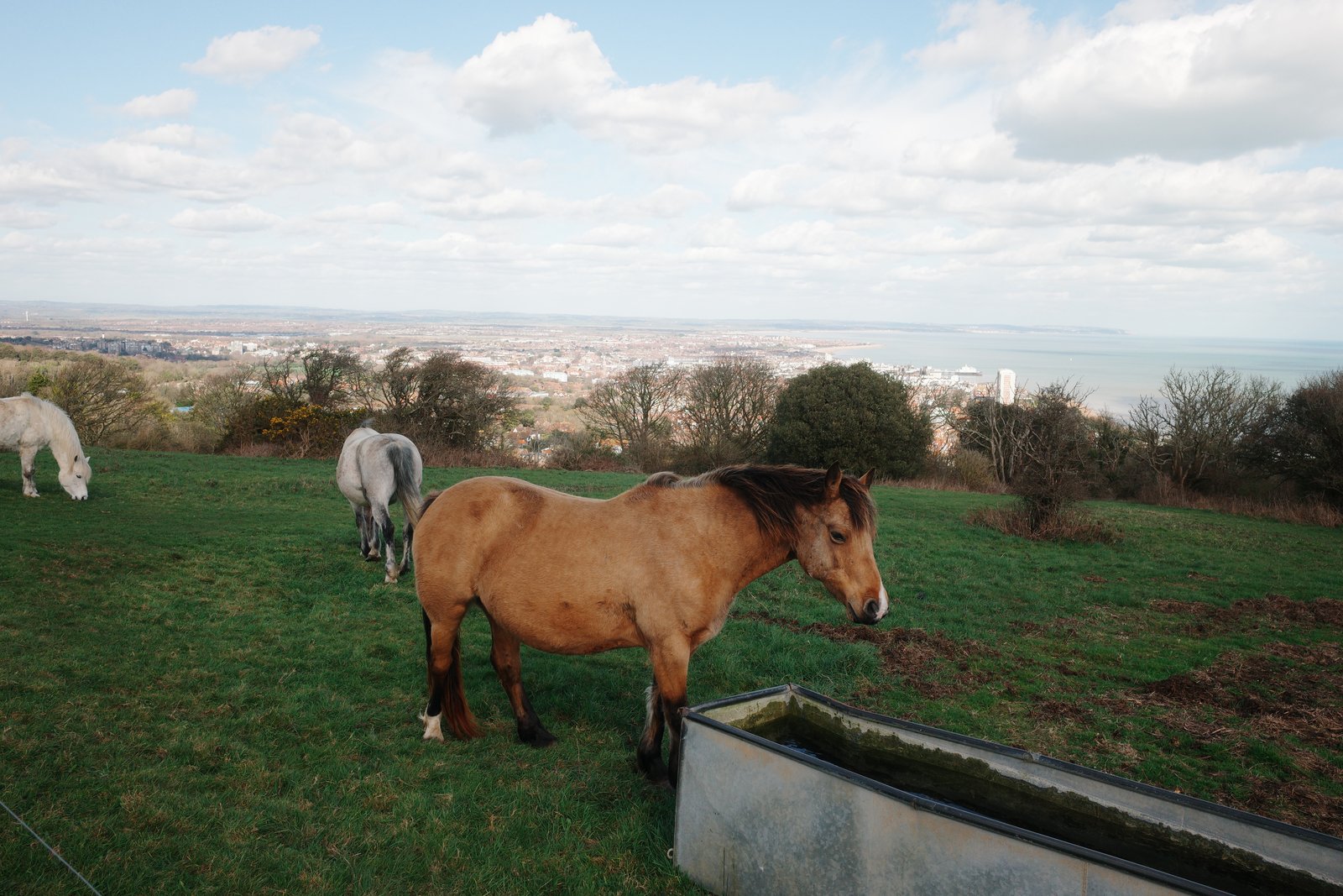 ponies grazing on the south downs above the sea